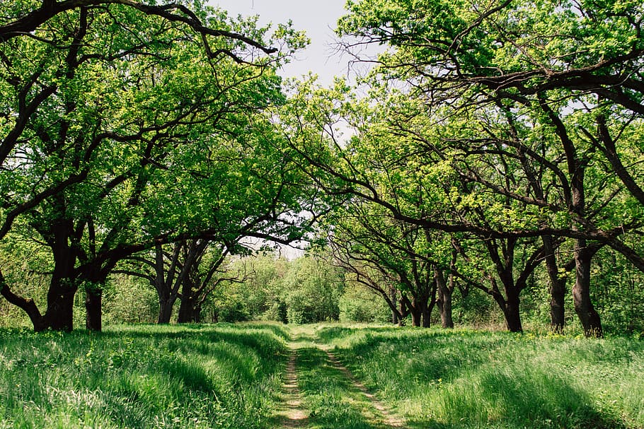green trees, plant, grass, growth, beauty in nature, land, tranquility HD wallpaper