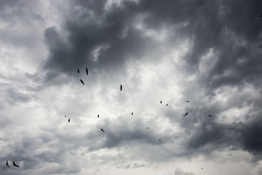 birds, dark clouds, cloud - sky, animal, flying, animal themes HD wallpaper