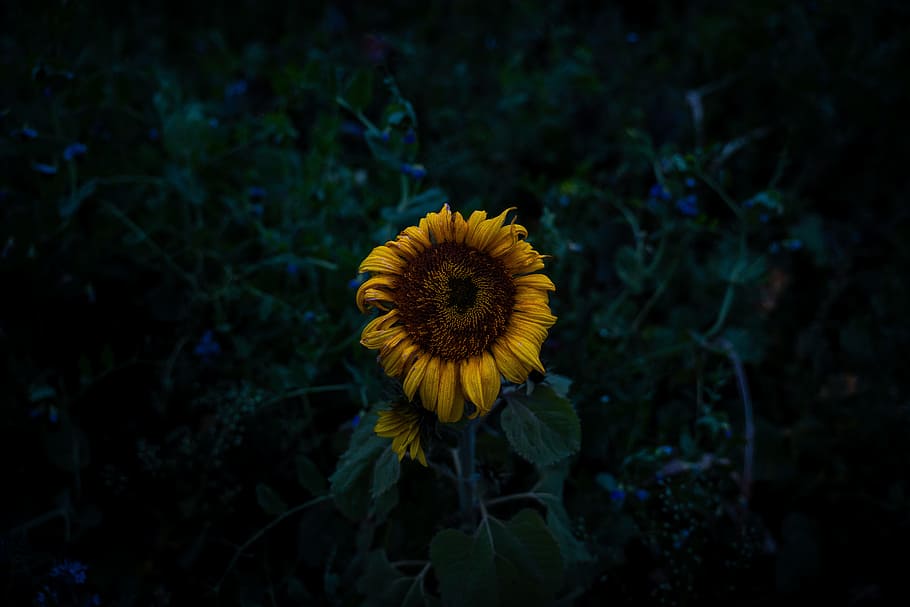 yellow sunflower overlooking leaves, dark, nature, dying, droopy, HD wallpaper