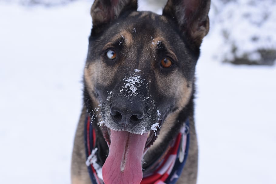 dog, snow, one animal, canine, mammal, domestic animals, cold temperature HD wallpaper