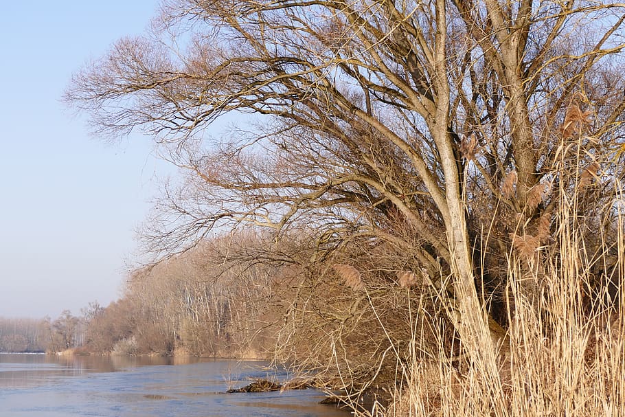 shore, river, trees, nature, environment, danube, an island HD wallpaper