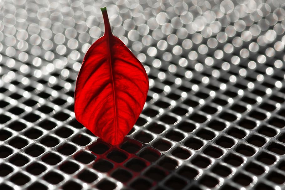 leaf, poinsettia, red leaf, background, grid table, metal, braid HD wallpaper