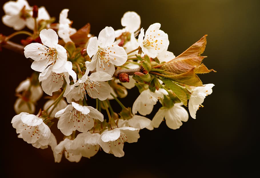 White Petaled Flower, beautiful, bloom, blooming, blossom, blur HD wallpaper