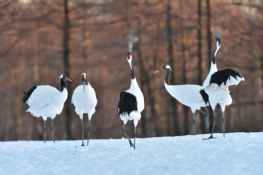 winter, snow, cold, natural, bird, crane, the, group of animals HD wallpaper