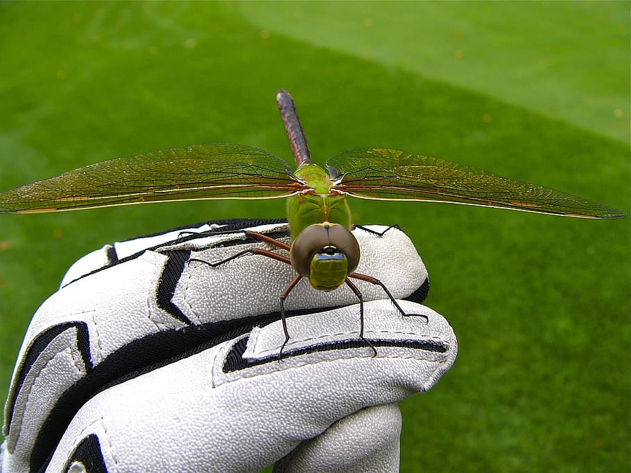 canada, muskoka, golf glove, insect, dragonfly, invertebrate, HD wallpaper