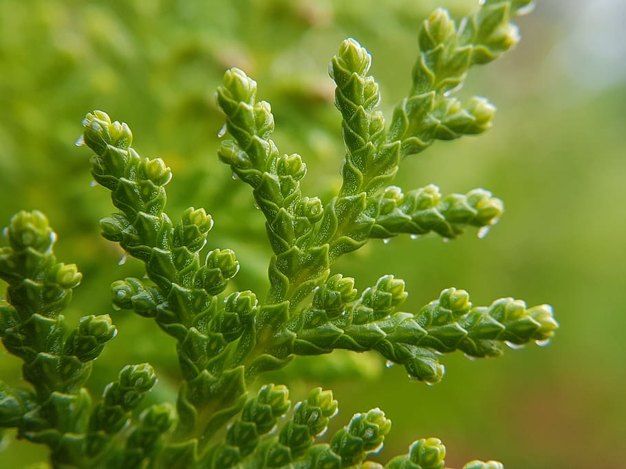 испания, cala pi, green color, growth, food, vegetable HD wallpaper