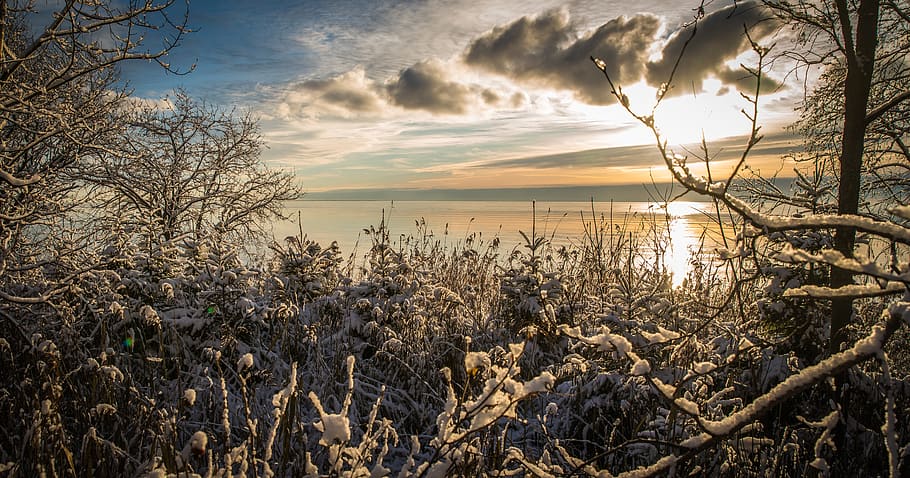 Tree Branches With Snow, clouds, dawn, dry, environment, evening HD wallpaper