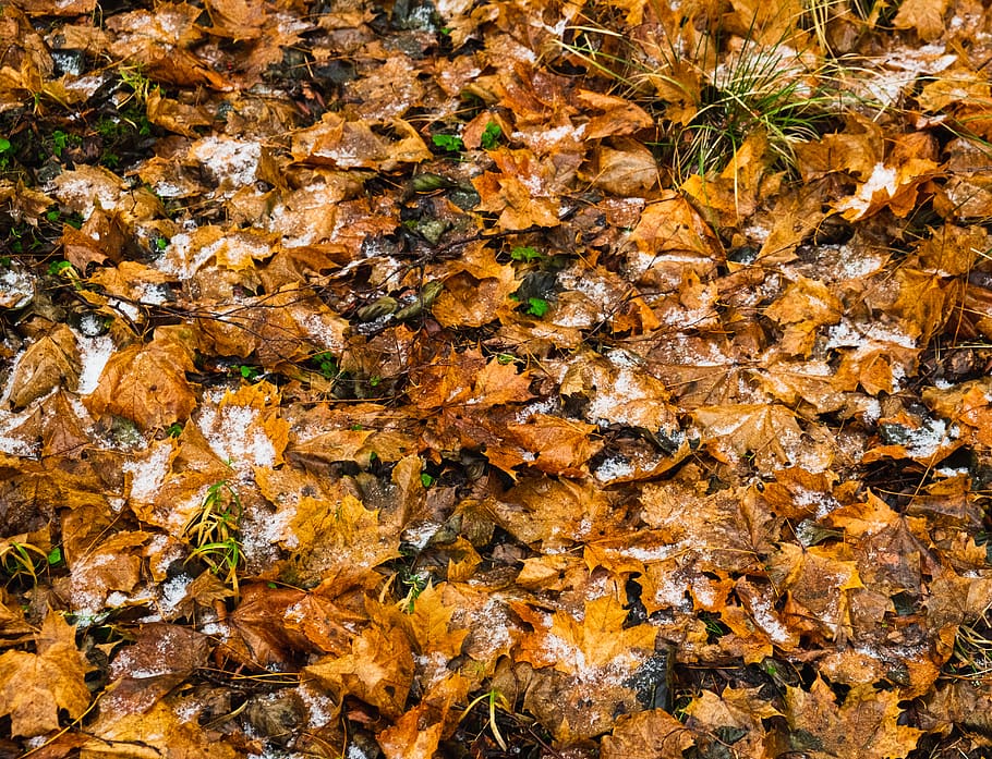 leaf, plant, ground, tree, maple, tree trunk, maple leaf, jar HD wallpaper