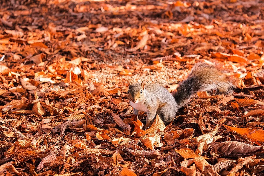 squirrel on leaf at daytime, animal, rodent, mammal, ground, canine HD wallpaper