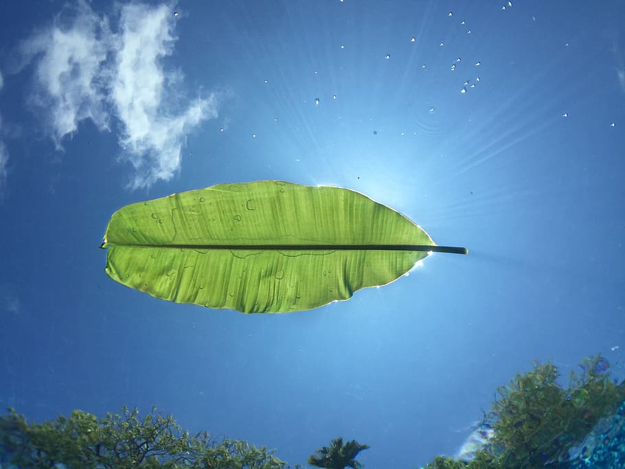 maldives, banana, float, floating, leaf, lights, bubbles, water HD wallpaper