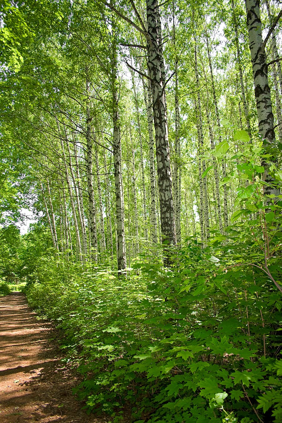 con2011, environment, environmental, green, image, nature, peace HD wallpaper