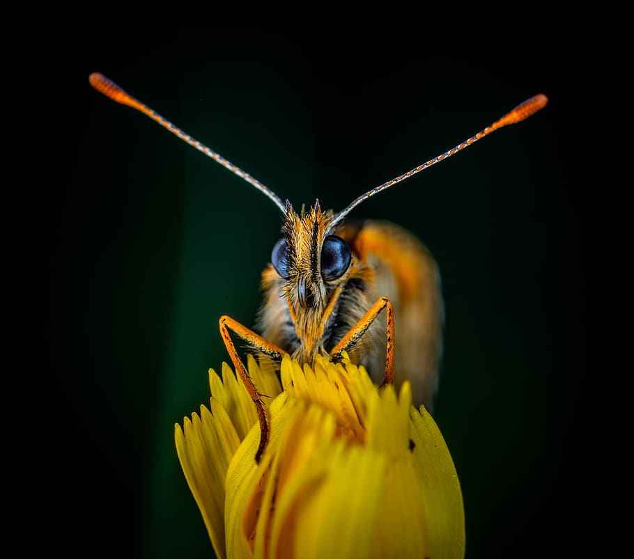 macro, insect, butterfly, lepidoptera, bespozvonochnoe, the metalmark HD wallpaper