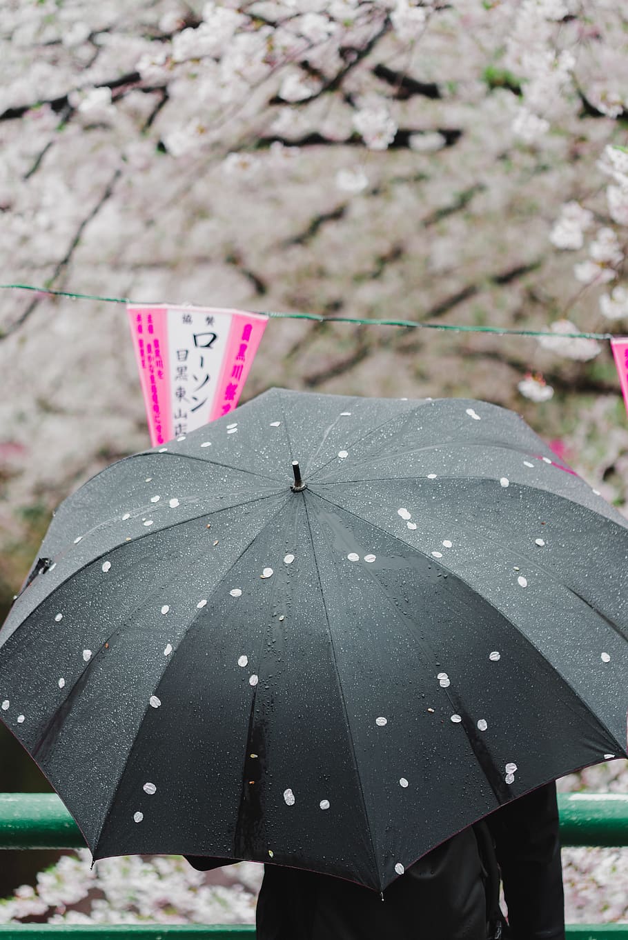 person using gray umbrella, protection, nature, text, day, plant HD wallpaper