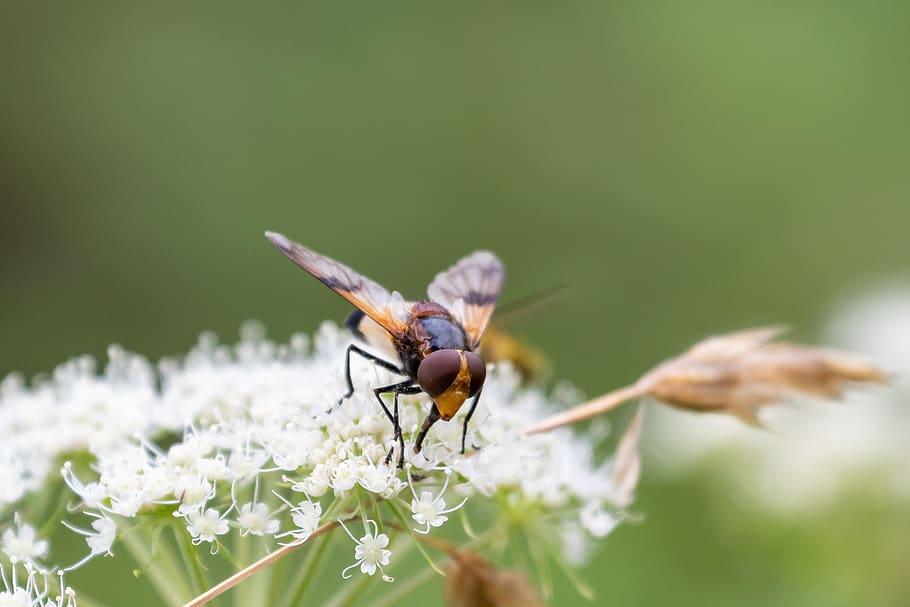 hoverfly, insect, inflorescence, umbel, nature, blossom, bloom HD wallpaper