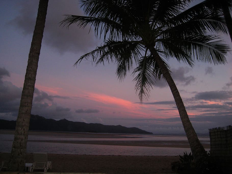 australia, whitsundays, hayman island, beach, sunset, palm tree, HD wallpaper