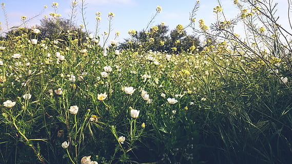 morocco, agadir, plant, growth, flower, flowering plant, beauty in nature HD wallpaper