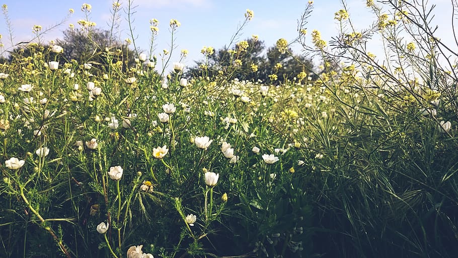 morocco, agadir, plant, growth, flower, flowering plant, beauty in nature HD wallpaper