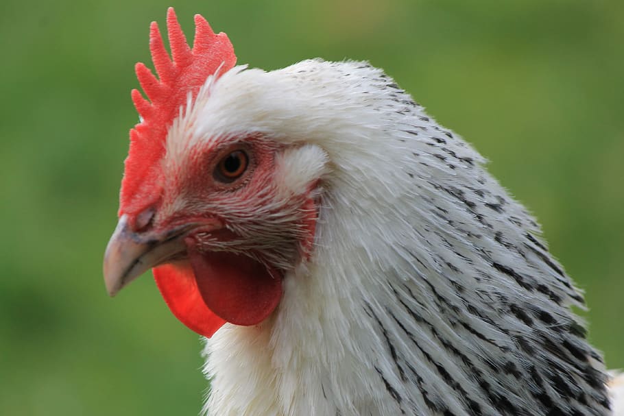 chicken, hen, beak, face, head, poultry, pet, animal, farm