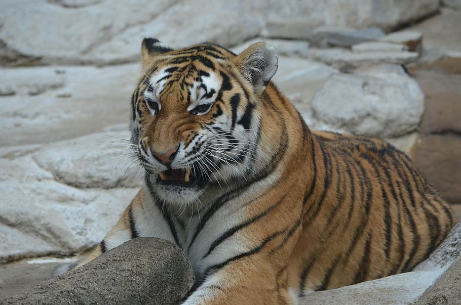 tiger, roar, teeth, animal, predator, cat, nature, wildlife HD wallpaper
