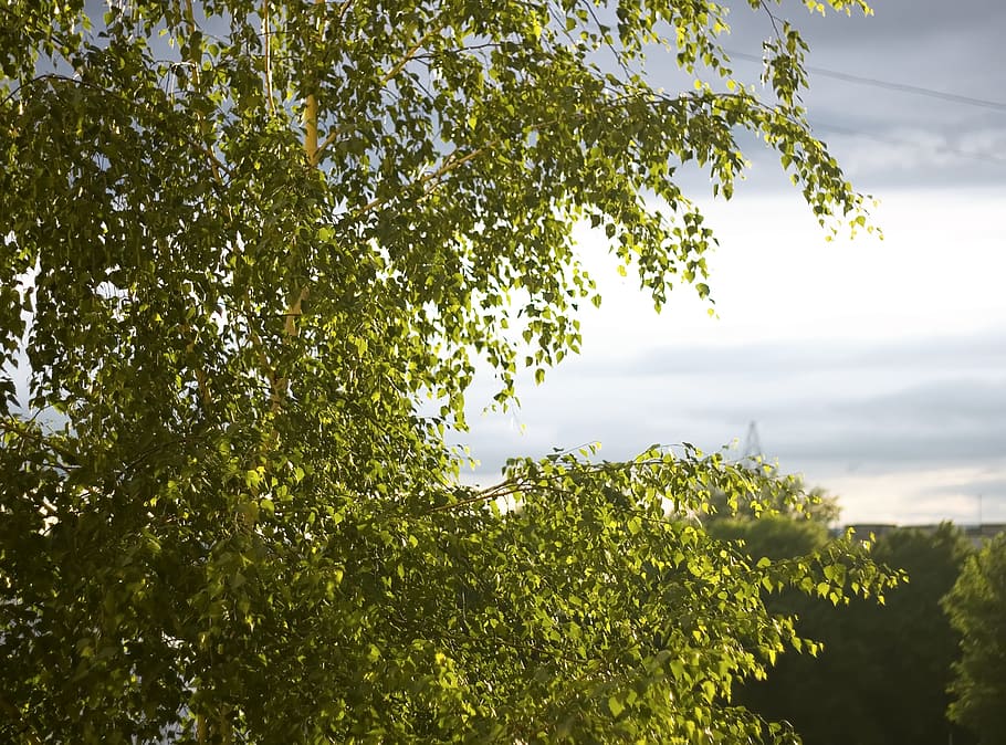 tree, leaves, plant, green color, growth, sky, beauty in nature HD wallpaper