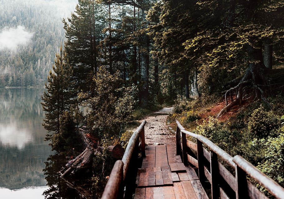 wooden dock near trees, forest, lake, bridge, lakeside, woodland HD wallpaper