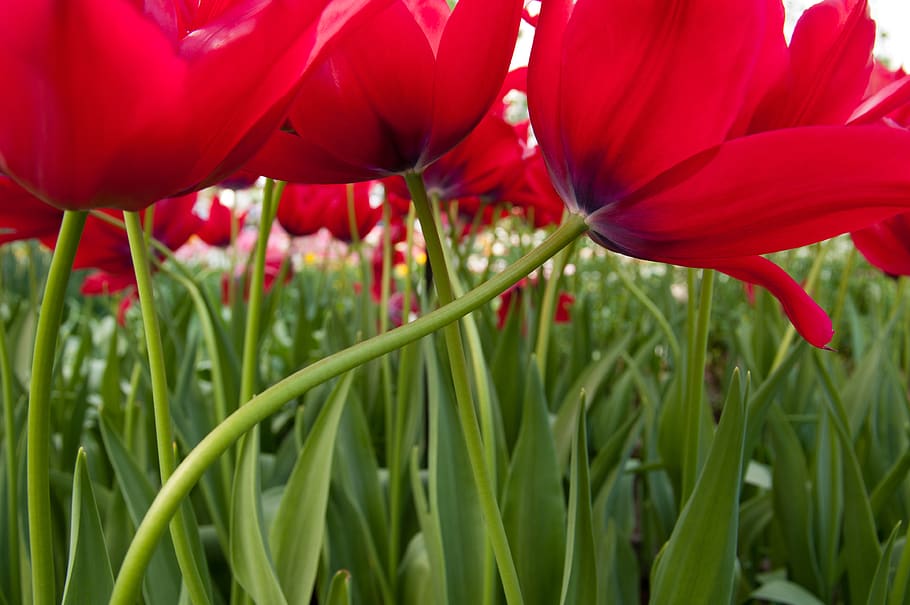 netherlands, lisse, keukenhofdreef, tulips, rood, flowers, tulpen, HD wallpaper