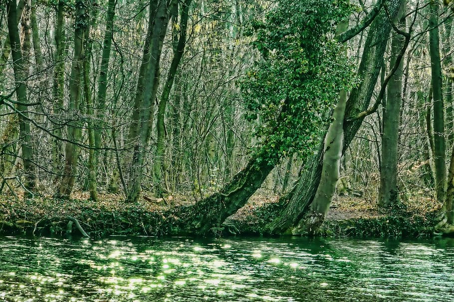 wood, nature, tree, leaf, landscape, park, river, plant, forest HD wallpaper
