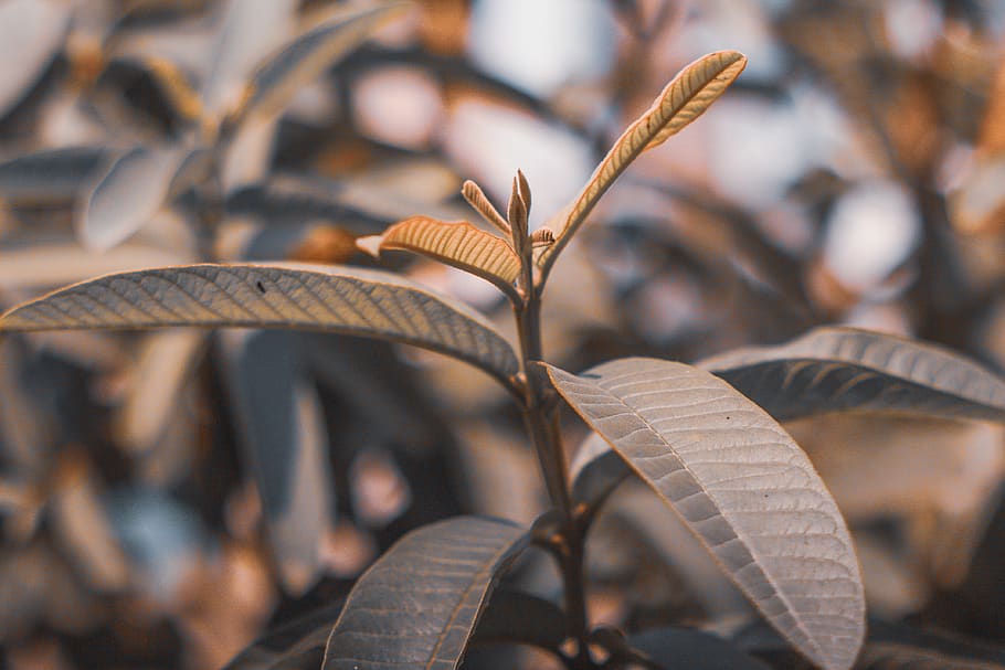 pakistan, plant part, leaf, close-up, nature, beauty in nature HD wallpaper