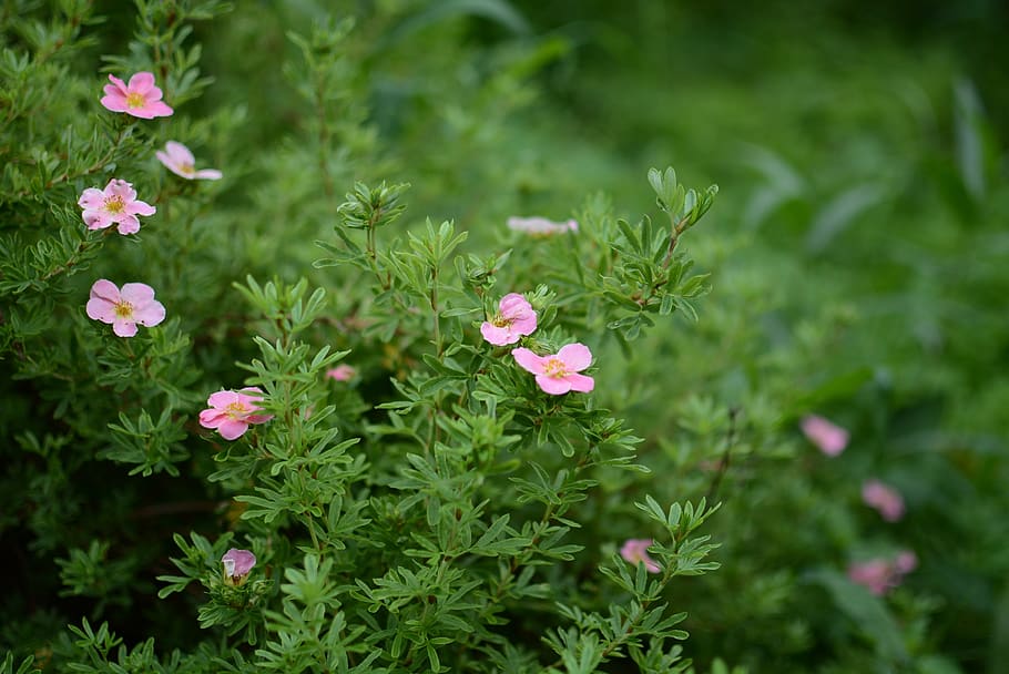 flower, nature, summer, spring, garden, flora, outdoor, colorful HD wallpaper