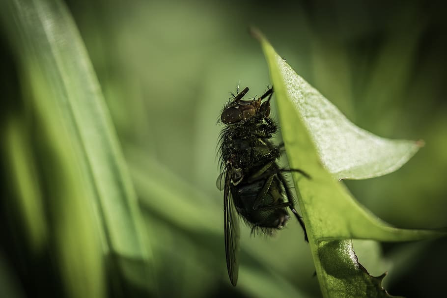 fly, flight, nature, insects, flowers, speed, garden, air, invertebrate HD wallpaper
