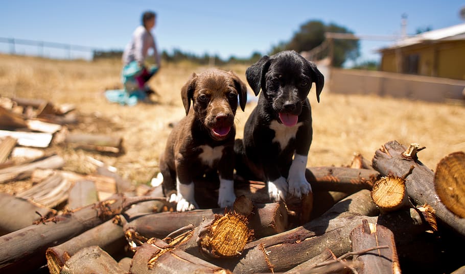 undertake, dogs, animals, field, nature, day, sunny, mountains HD wallpaper