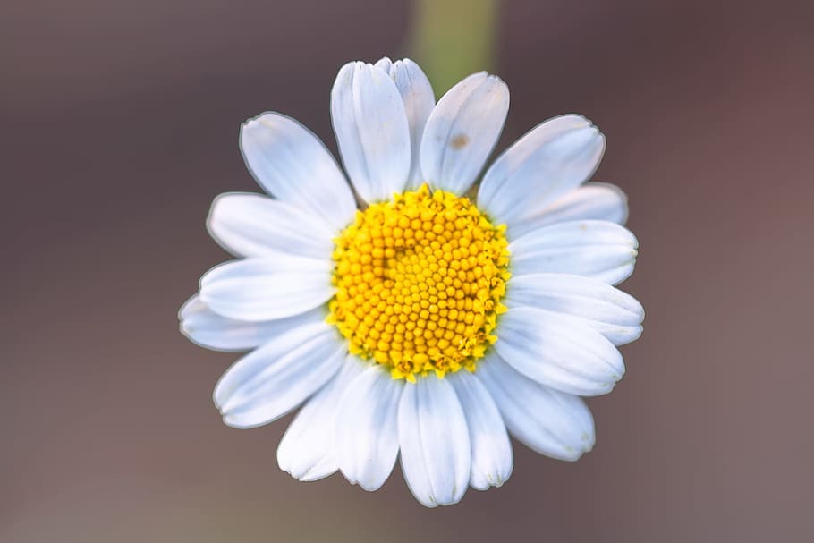 chamomile, flower, background, closeup, white, daisy, close-up HD wallpaper