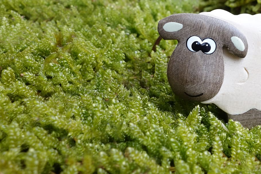 Brown and Gray Sheep to on Green Grass Field Toy, cute, eyes HD wallpaper