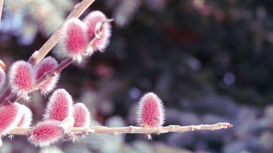 red, red pussy willow catkin, spring, natural, nature, flower, HD wallpaper