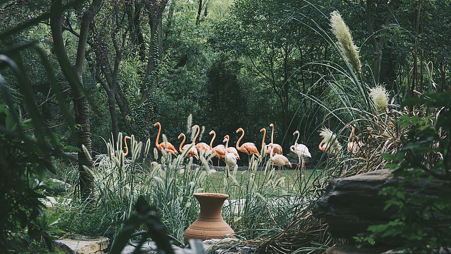 plant, tree, group of animals, vertebrate, bird, animal themes HD wallpaper