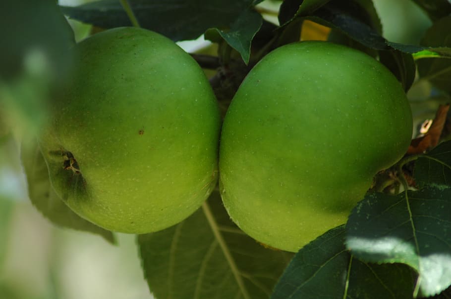 fruit, food, leaf, nature, flora, grow, juicy, apple, green color HD wallpaper