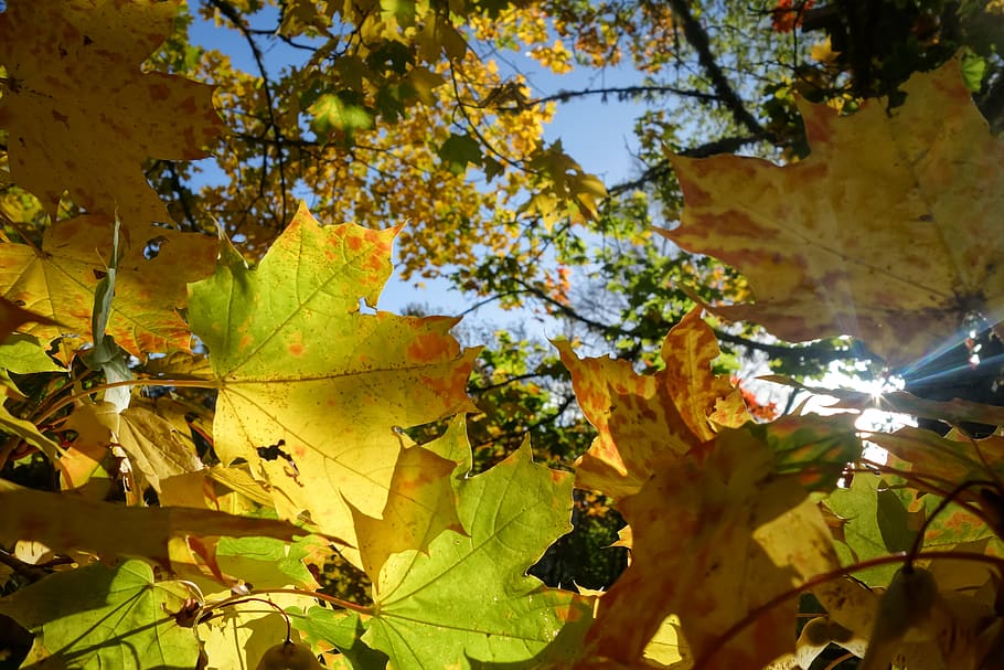 autumn, leaves, tree, maple, morning, plant part, leaf, growth HD wallpaper