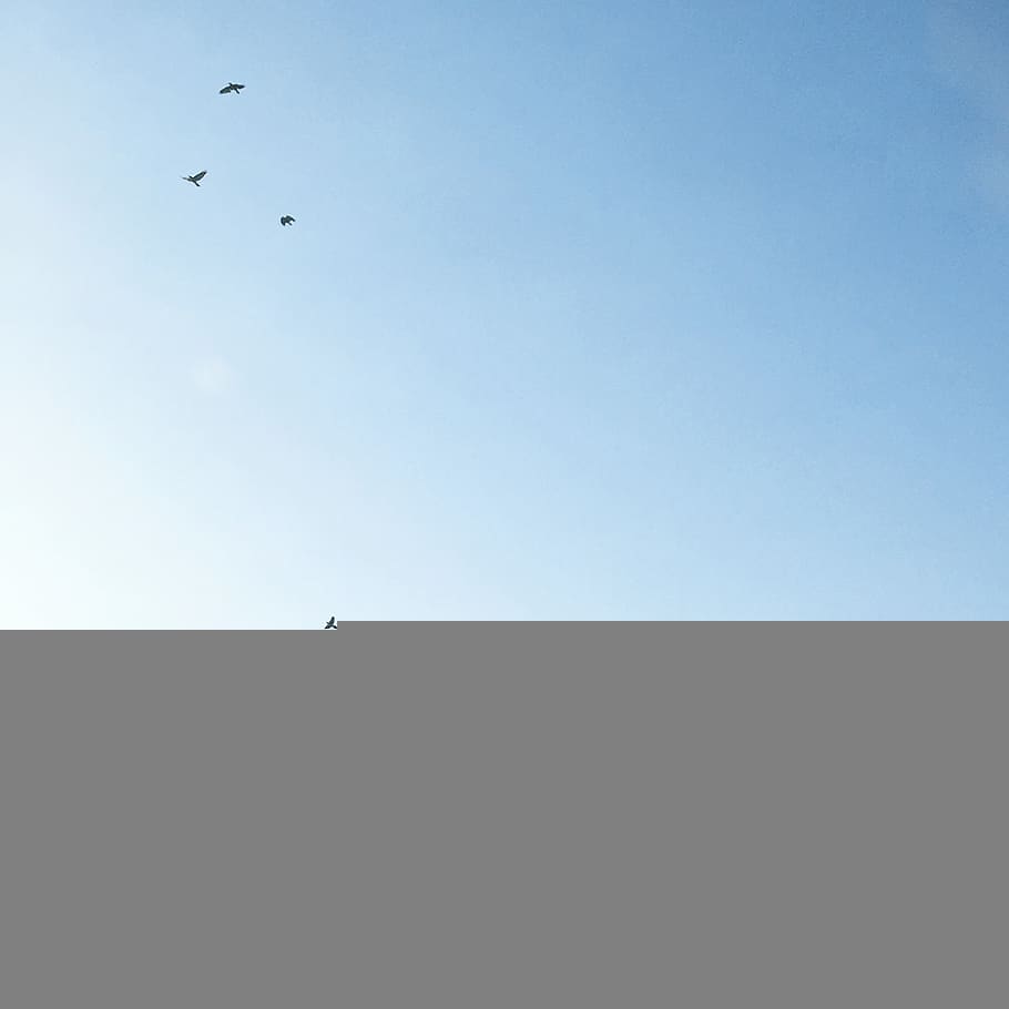 birds, sky, blue, minimal, vertebrate, flying, animal themes HD wallpaper