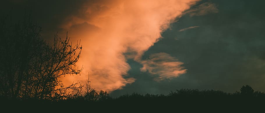 Silhouette of Trees Under Blue Sky With White Clouds, backlit HD wallpaper
