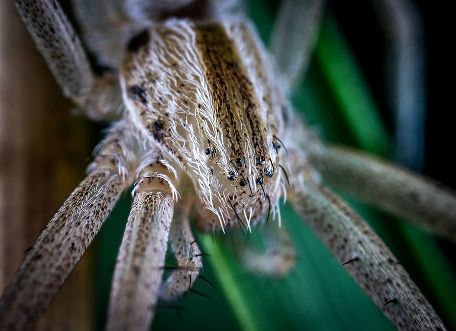Macro Photography of Gray Spider Perched on Green Leaf, animal