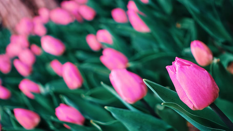 pink tulip field, flower, flowering plant, beauty in nature, pink color HD wallpaper