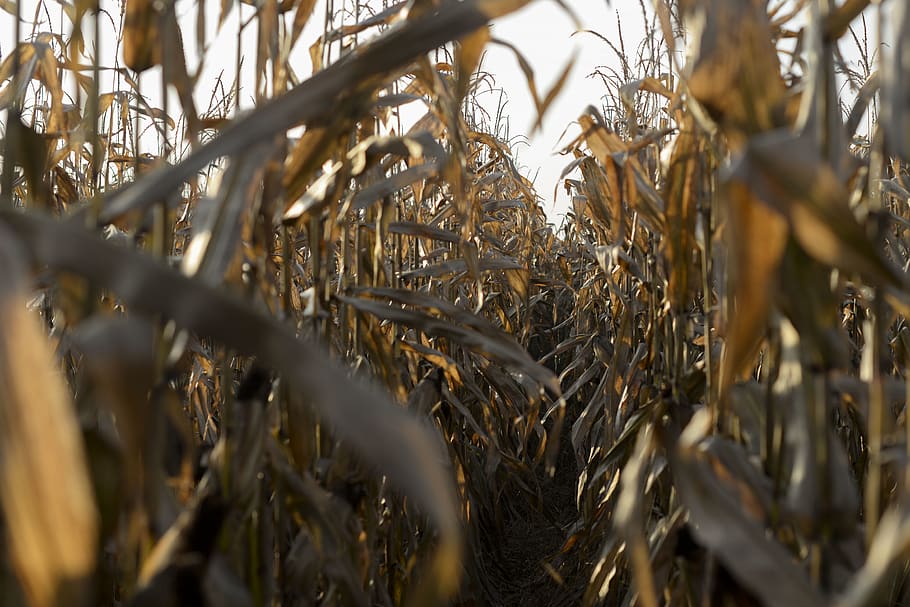 corn, field, sunset, plant, selective focus, close-up, nature HD wallpaper