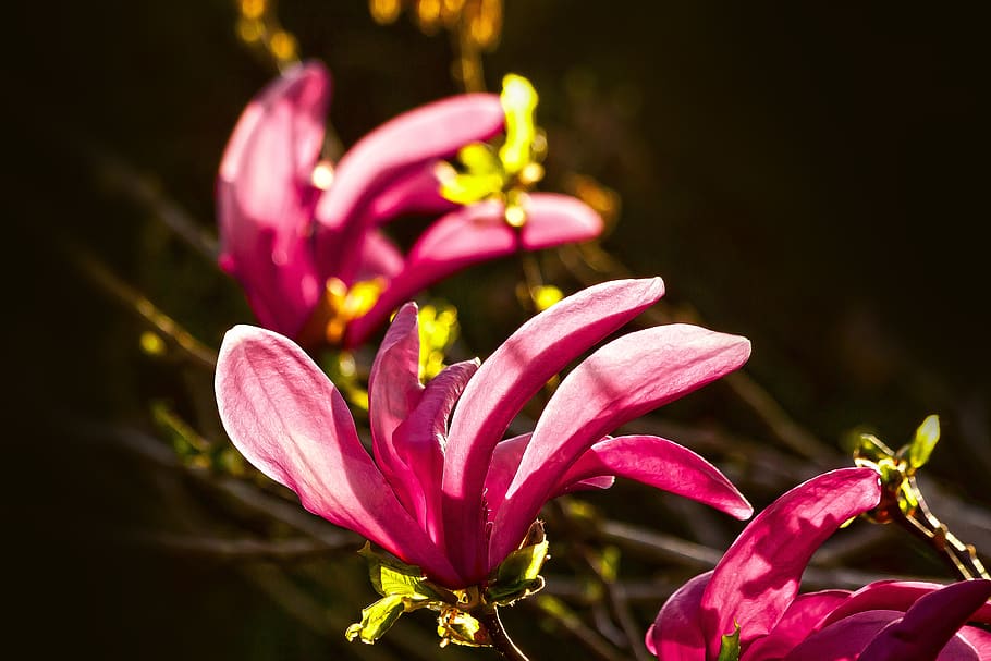 magnolia, blossom, bloom, spring, flower, magnolia liliiflora HD wallpaper