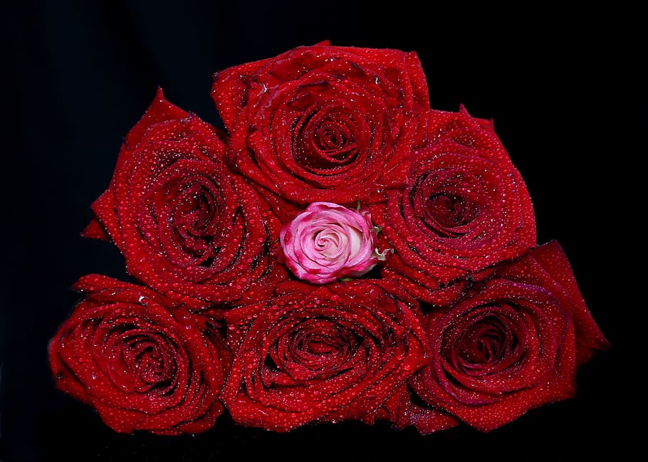 rose, red, drops, water, flower, plant, romantic, rose - flower HD wallpaper