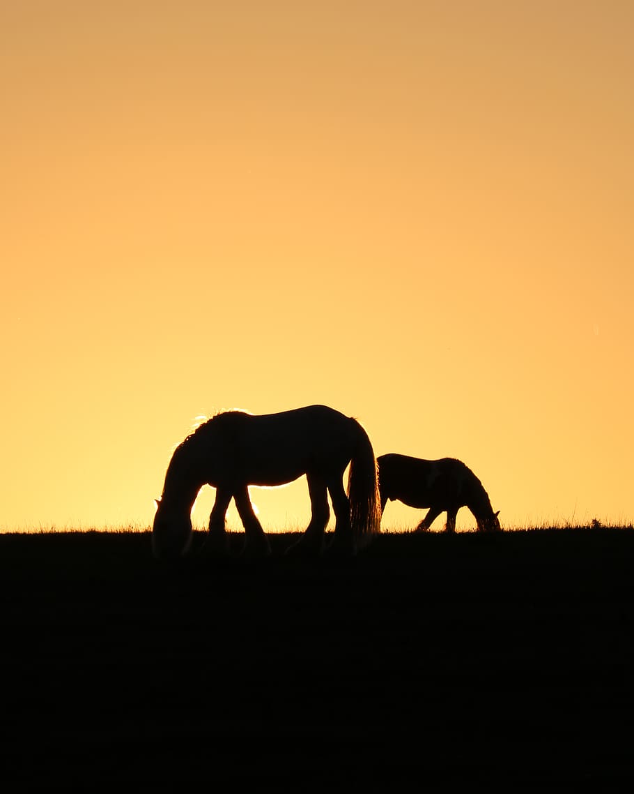 silhouette of two horses grazing on pasture, great houghton, united kingdom, HD wallpaper