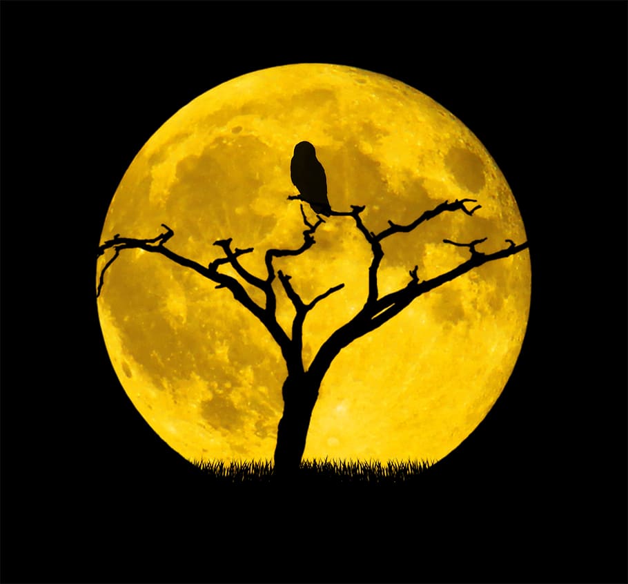 moon, owl, tree, night, background, full moon, yellow, nature HD wallpaper