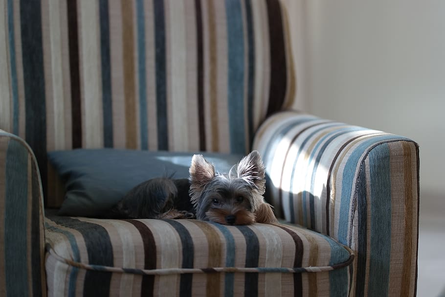puppy, sleep, dog, sunlight, cute, mammal, domestic, pets, one animal, HD wallpaper