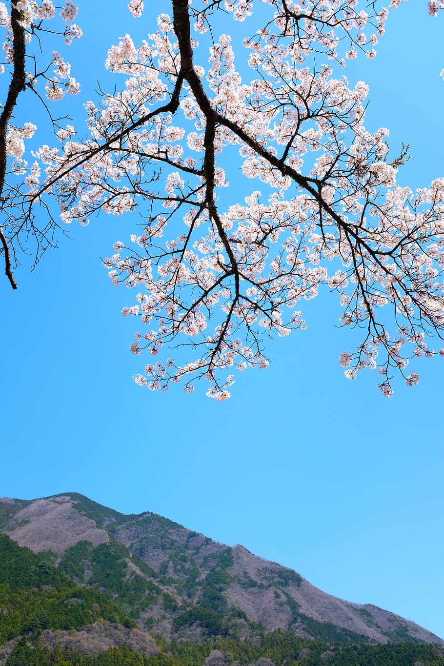 white cherry blossom, plant, flower, japan, kumakohgen, nature HD wallpaper