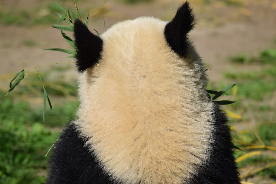 panda, pandas, bear, trag with, chinese, vienna, wien, zoo HD wallpaper