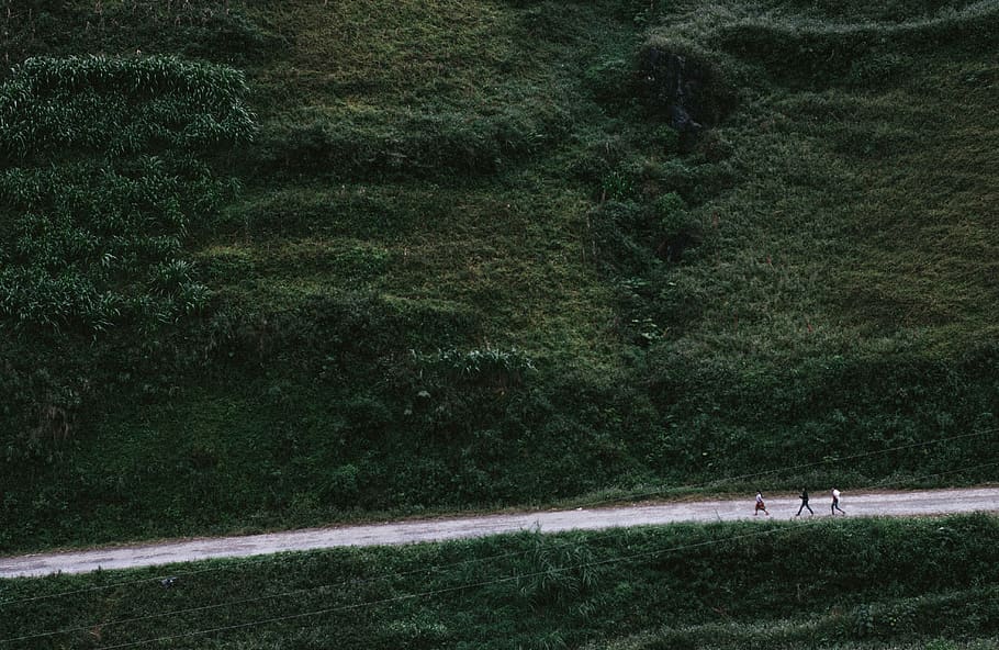 road, tree, walking, plant, grass, land, green color, nature HD wallpaper